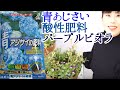 【10分寄せ植え】花色コントロール　酸性肥料と青あじさいの土で育てる　あじさいブルーダイヤ＆パープルビオラ　冬越しの準備　11月12月の管理　群馬の鉢花ギフト　カオプストア　youtube