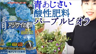 【10分寄せ植え】花色コントロール　酸性肥料と青あじさいの土で育てる　あじさいブルーダイヤ＆パープルビオラ　冬越しの準備　11月12月の管理　群馬の鉢花ギフト　カオプストア　youtube