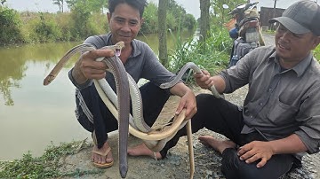 Quay Lại Địa Điểm Có Da Và Dấu Vết Của Con Rắn Lớn, Trúng Mánh 4 Con || Giang Ca SB # 56