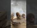 #cute #animal #animals #animallover #pets #monkey #viralvideo #shortvideo #shortsvideo #shorts #fun