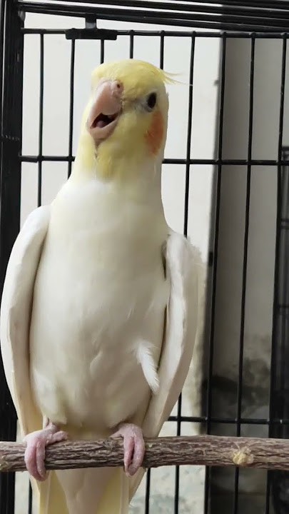 Cockatiel Call to attract other Cockatiels #pets #cockatielqueen #cockatiel #pet #birds #birdsounds