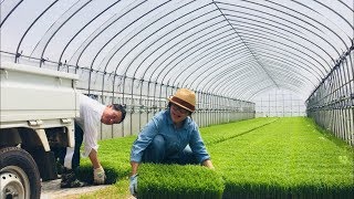 พาดำนาแบบญี่ปุ่น 2018 | How We plant rice in  Japan