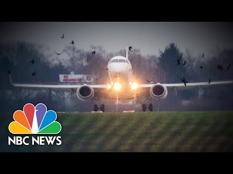 Plane engine catches on fire after striking flock of geese