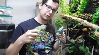 Cuidados básicos de la Iguana verde (Iguana iguana)