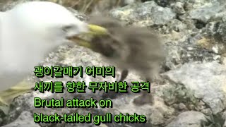 (eng sub) 괭이갈매기 어미의 새끼를 향한 무자비한 공격 | KBS 환경스페셜 100714 방송