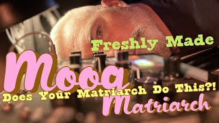 Moog Matriarch - Secret Patches that no one else knows...in the world!