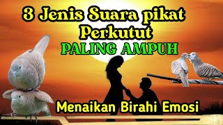 tiga jenis suara pikat perkutut paling ampuh