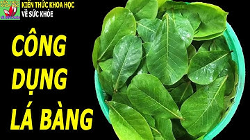 Lá bàng có tác dụng gì?