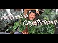 Anthurium crystallinum care and propagation in water, soil, and leca (with updates!)