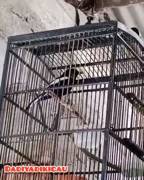 Kacer Ngeriwik Ngeplong |Burung Kacer Ngeriwik Bongkar Isian Pelan-Pelan