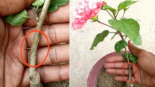 hibiscus grafting technique with full updates