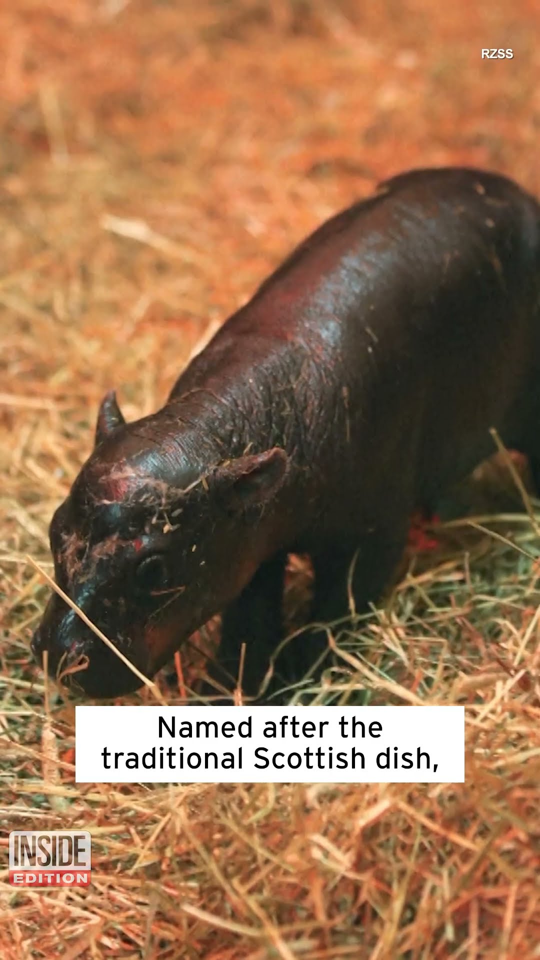 Newborn Pygmy Hippo Is Impossibly Cute #shorts
