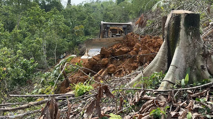 Creating a New Road, Bulldozer D6R XL Working in the Mountain Plantation