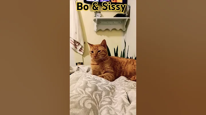 Watch the video about PLAYFUL CATs