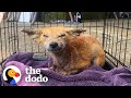 Sick Wild Fox Gets So Pretty And Playful | The Dodo Wild Hearts