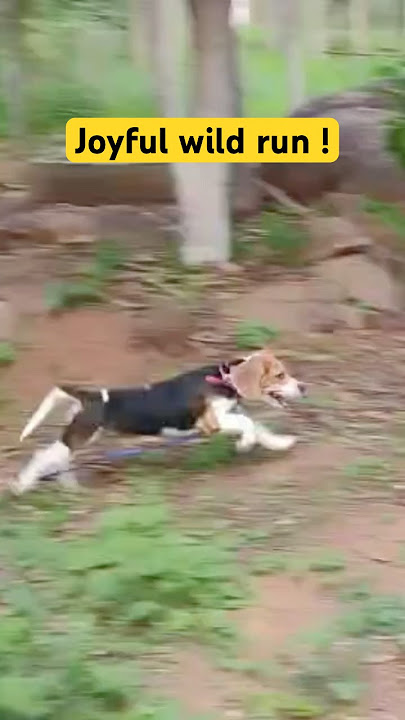The ABSOLUTE BEST Way to Enjoy Puppies RUNNING Wild!