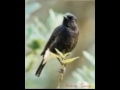 Masteran Decu Paling Dicari Pecinta Burung Mp3 - Mp4 Download
