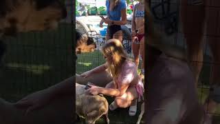 Cute Lama Turns Me Into A Meal #lama #unexpected #shocking