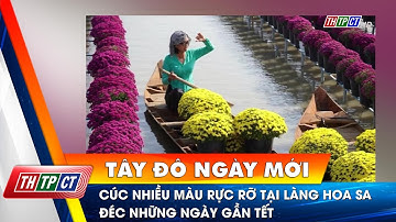 Cúc nhiều màu rực rỡ tại làng hoa Sa Đéc những ngày gần Tết | Cần Thơ TV