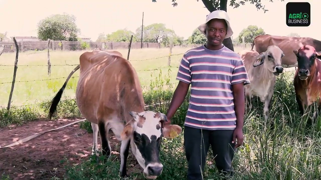 ASILIMENI MASWATI | EP 16: Classroom to Cows: How Melusi Is Building a Dairy Business in Malindza
