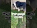 Helping a nervous Chihuahua socialize #chihuahua #puppy