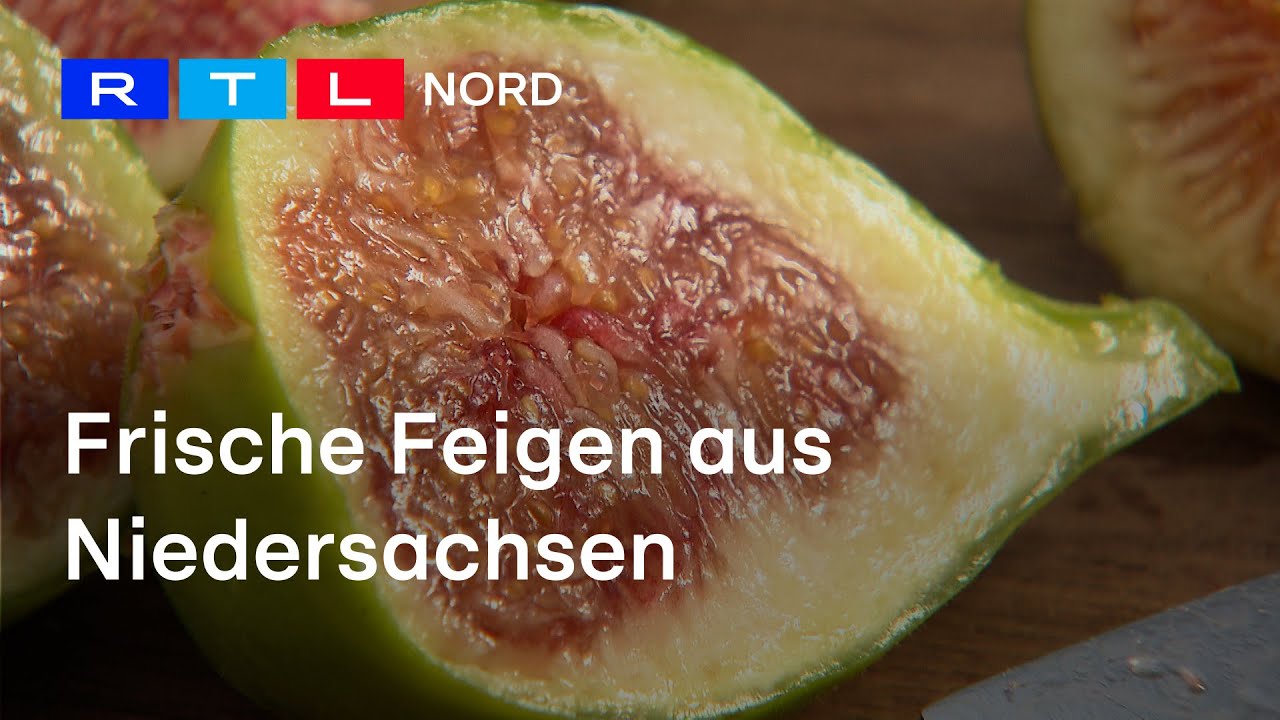 Feigenzucht in Norddeutschland | So gelingt der Anbau