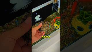 Where Is The Turtles Real Home ??