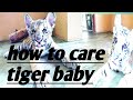 how to keep bengal tiger baby #zoo #srilanka #bengaltigers
