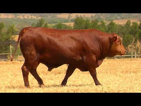 LOTE 03 - BARA 633 - Leilão de Touros Senepol da Barra 2021