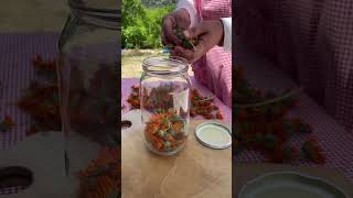 Aynı Sefa Yağı Yapımı Calendula Oil Isefayağı