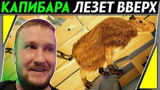 КАПИБАРА ПУТЕШЕСТВЕННИЦА || CAPYBARA: THE STORY OF SISYPHUS