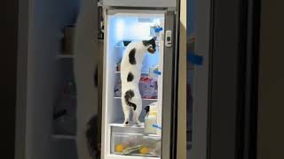 Что значит физическая подготовка?😂 #юмор #котики #холодник