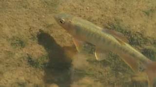 1050712東湖內溝溪公粗首鱲覓食