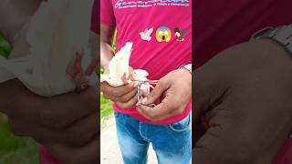 Baaj vs kobooter 🕊️😭👀#shortsfeed #pigeonlaver #bird #viral #kabutar 👀🕊️#comedy #viralvideo 🕊️😱🦅