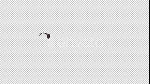 Sea Eagle - 4K Flying Transition - II | Motion Graphics - Envato elements