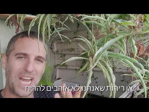 ירקה מצוייצת (צמח העכביש) לתוך הבית ולאזורים מוצלים