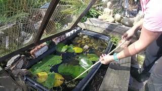 Allotment part 2