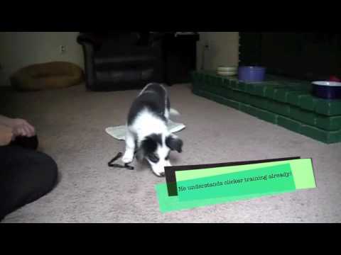 Go To Mat: Puppy clicker training physical education