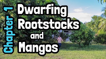 Dwarfing Rootstock and Mangos- Chapter 1
