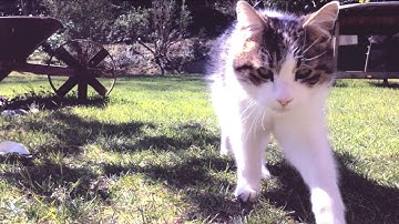 Lazy day with my cat | Joyce