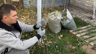 Хочешь богатый урожай винограда? Обрежь его как правильно! Как обрезать виноград.