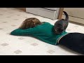Teen is upset and starts crying, then the cats reacts in the most touching way