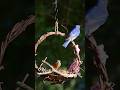 Natural grapevine, favorite foods, and beautiful couple bluebirds 💙🐦🐦#birds #shorts #diy #bluebird