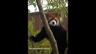 2023/8/16〖到津の森公園〗笑笑(クスクス)♂➋⇒Red Panda &quot;Kusu-kusu&quot; - Itou-zu Zoo (In Aug of 2023)