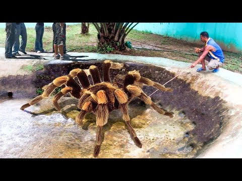 Video: Care Este Cel Mai Mare Păianjen Din Lume