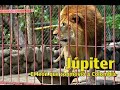 Júpiter: la historia del león que conmovió a Colombia