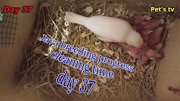 Java breeding progress | cleaning time | day 37 | Pets tv
