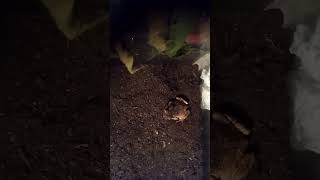 Make the frog viral and next time I'll upload a video of it eating
