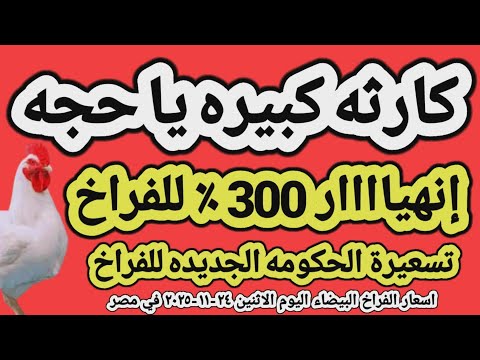 اسعار الفراخ البيضاء اليوم سعر الفراخ البيضاء اليوم الاثنين ٢٤ ١١ ٢٠٢٥ في مصر جمله وقطاعي