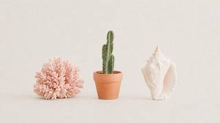 Soft Beats for a Slow Vacation | Pink Coral, Cactus & a Quiet Shell screenshot 3